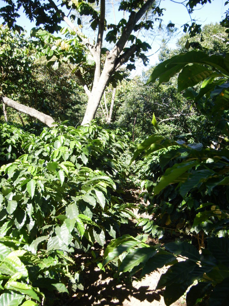 Kaffeepflanze mit Baeumen